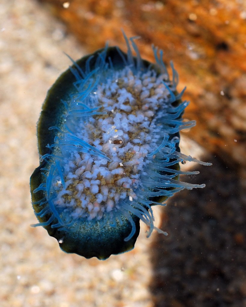 The Blue Discs on the Sand